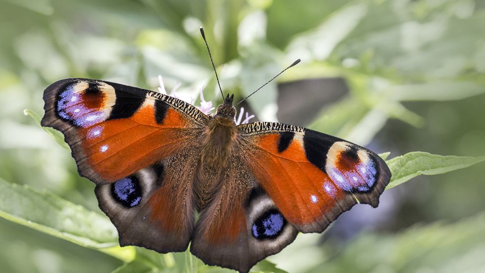 Motylarnia w Mielnie – motyl paw (Inachis io) na liściu